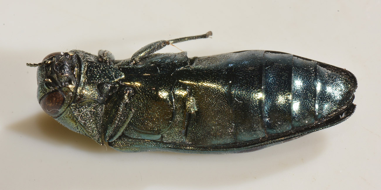 Buprestidae: Coraebus fasciatus
